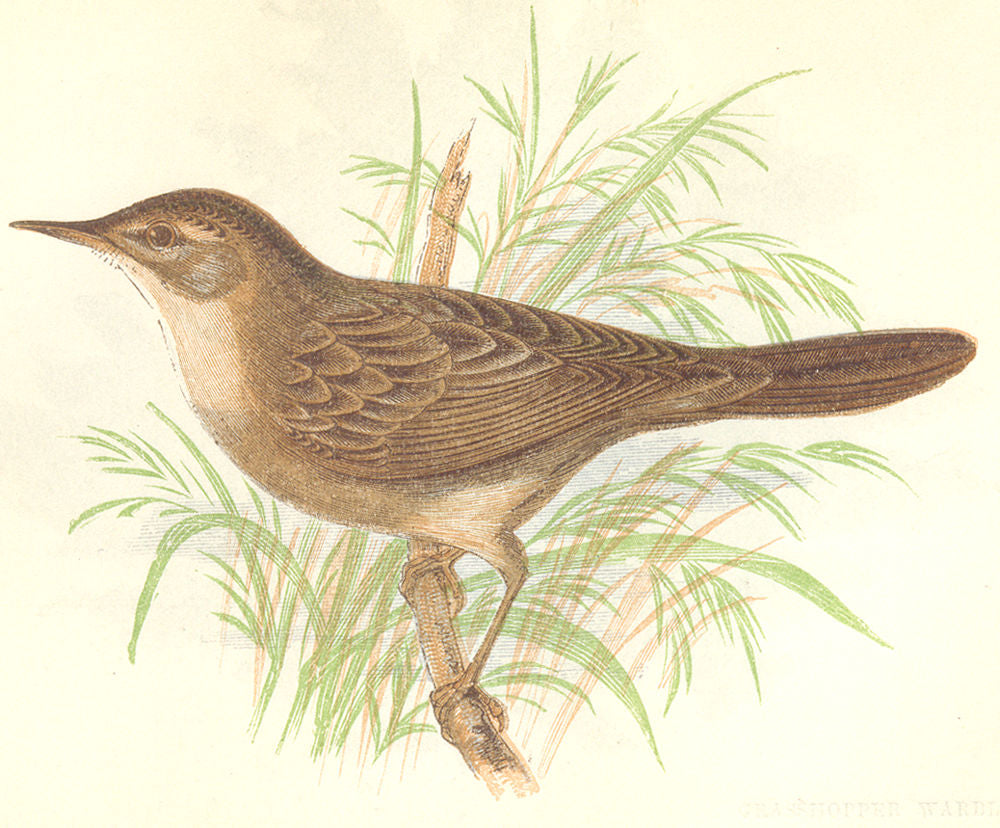 BIRDS. Grasshopper Warbler (Anne Pratt) 1852 old antique vintage print picture